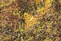 Drosera stricticaulis