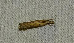 Fissicrambus mutabilis
