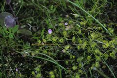 Drosera stricticaulis