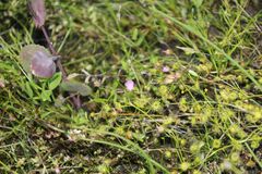 Drosera stricticaulis