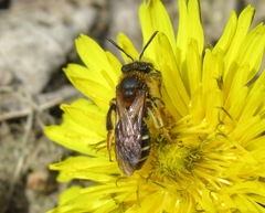 Andrena dorsata