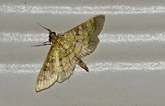 Diacme elealis