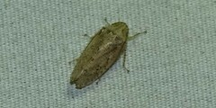 Curtara insularis