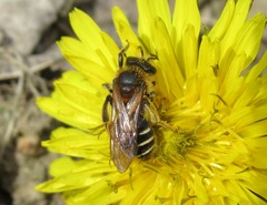 Andrena dorsata