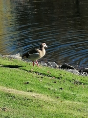 Alopochen aegyptiaca