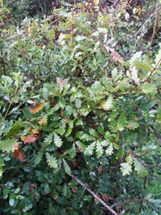 Quercus