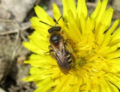 Andrena dorsata