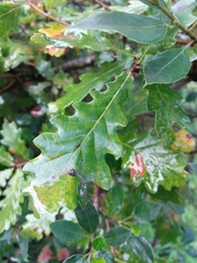 Quercus