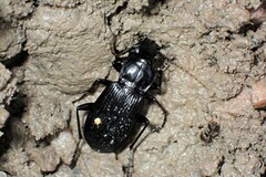 Pterostichus niger