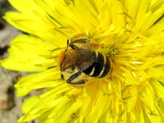 Andrena dorsata