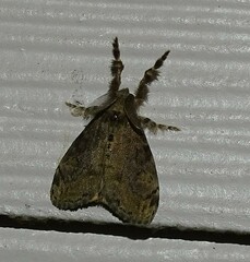 Dasychira vagans