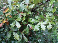Quercus