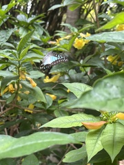 Graphium eurypylus