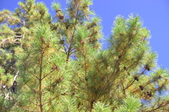 Pinus taiwanensis