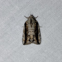 Etanna clopaea