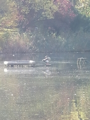 Alopochen aegyptiaca