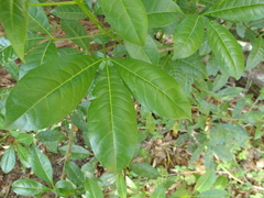 Melicope micrococca