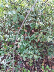 Quercus