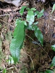 Grypothrix triphylla