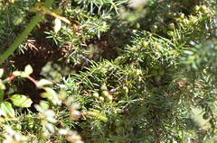 Juniperus formosana