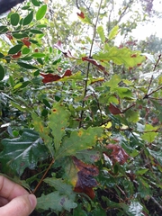 Quercus