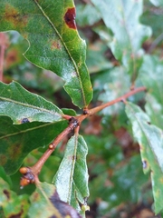 Quercus