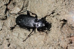 Pterostichus niger