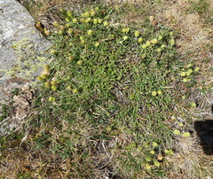 Sideritis hyssopifolia