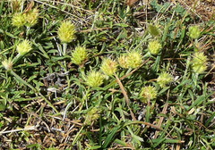 Sideritis hyssopifolia