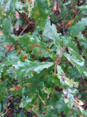 Quercus