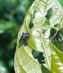 Attelabidae