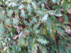 Quercus