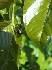 Attelabidae