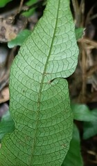 Grypothrix triphylla