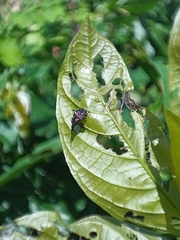 Attelabidae