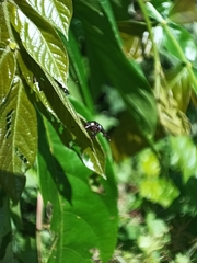 Attelabidae
