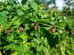 Attelabidae