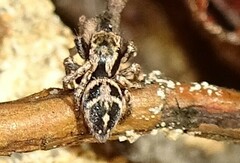 Habronattus coecatus