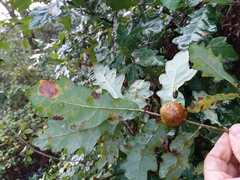 Quercus