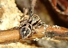 Habronattus coecatus