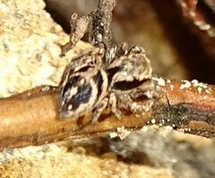 Habronattus coecatus