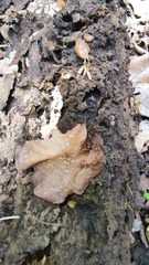 Auricularia fuscosuccinea