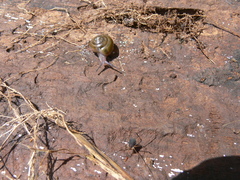 Apothapsia thomensis