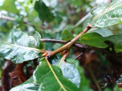 Quercus