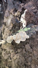 Auricularia mesenterica