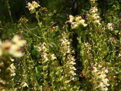 Pedicularis torta