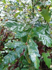 Quercus