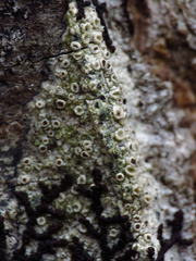 Lecanora strobilina