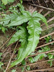 Tectaria phaeocaulis