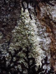 Lecanora strobilina
